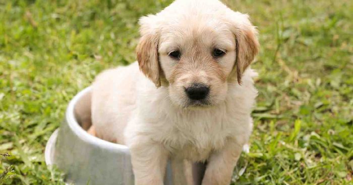 Para buscar refugio Sumergir Simular Cómo adoptar a un cachorro Golden Retriever? | Mi Golden Retriever