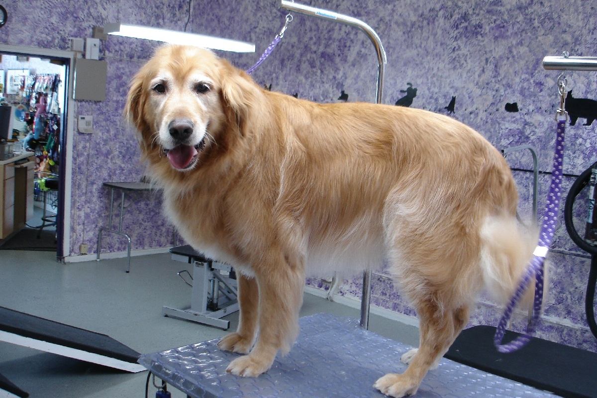 Las mejores ofertas en Golden Retriever Dog Grooming Cepillos  eBay