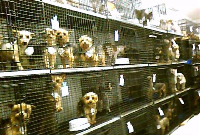 Jaulas en fábrica de cachorros